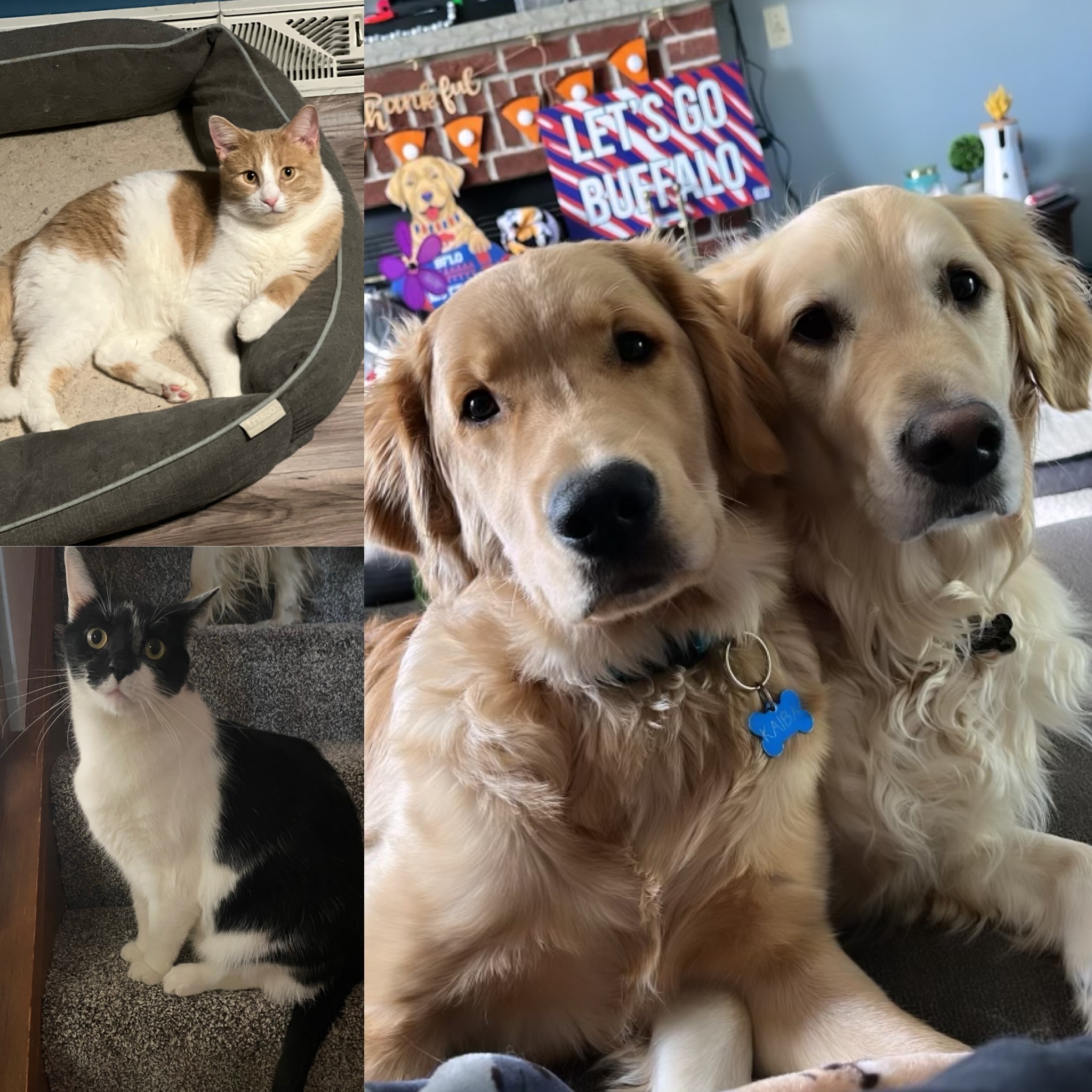 Pets